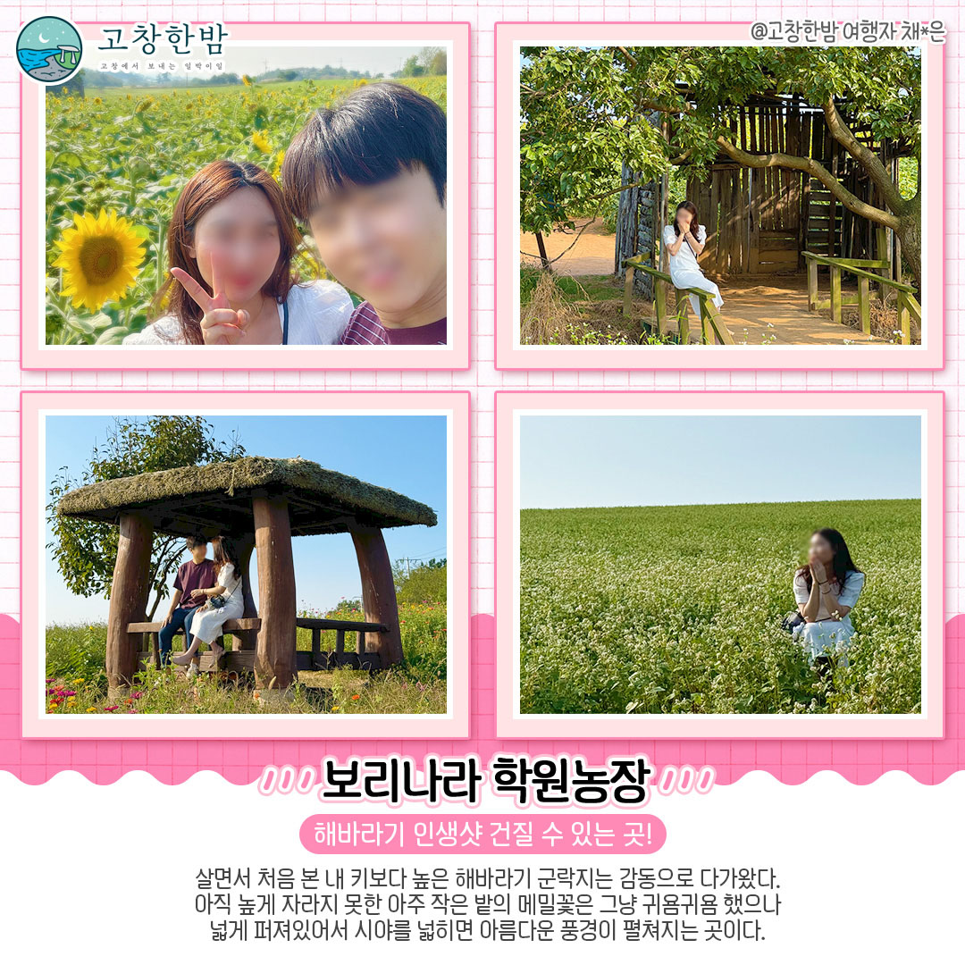 고창 가을꽃 명소 총정리_3